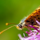 Mellicta athalia
